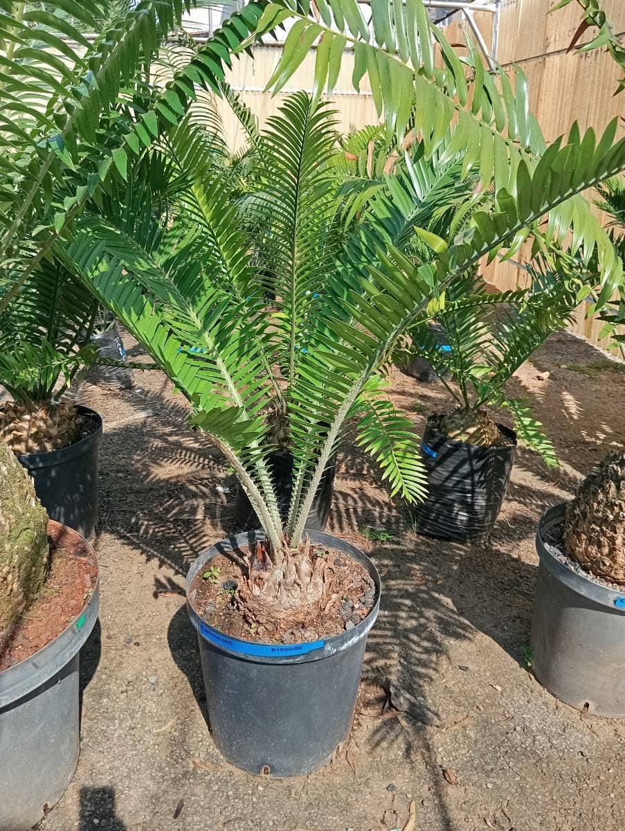 Encephalartos whitelockii