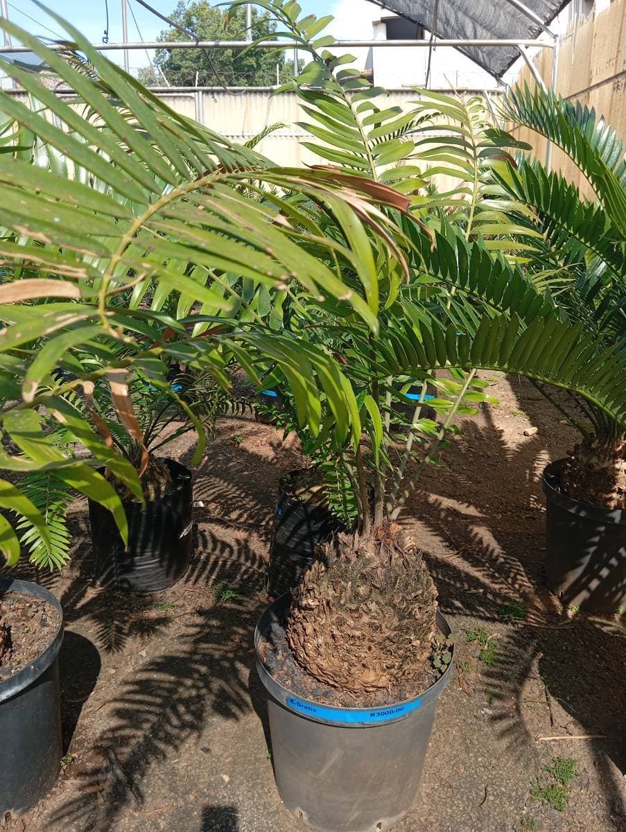 Encephalartos gratus