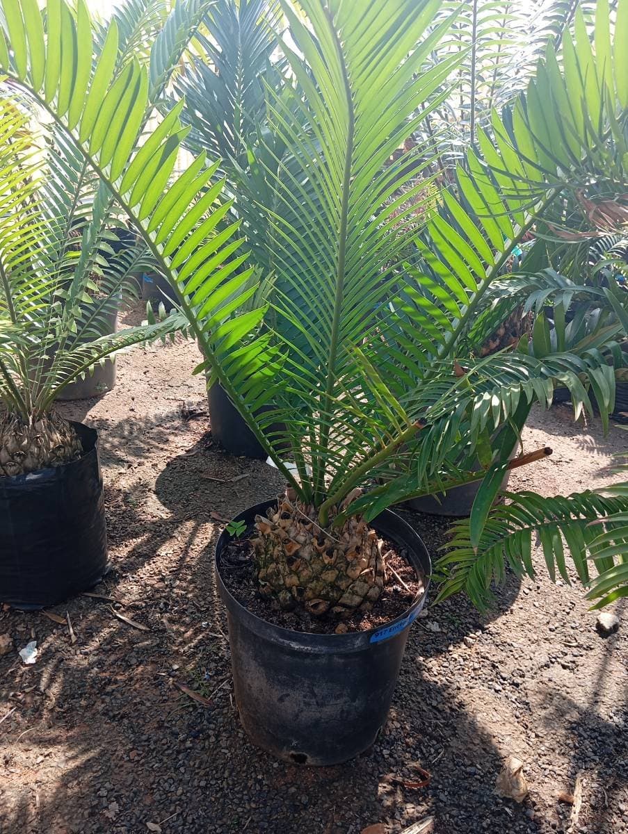 Encephalartos natalensis