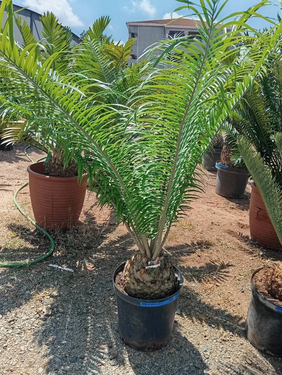 Encephalartos villosus