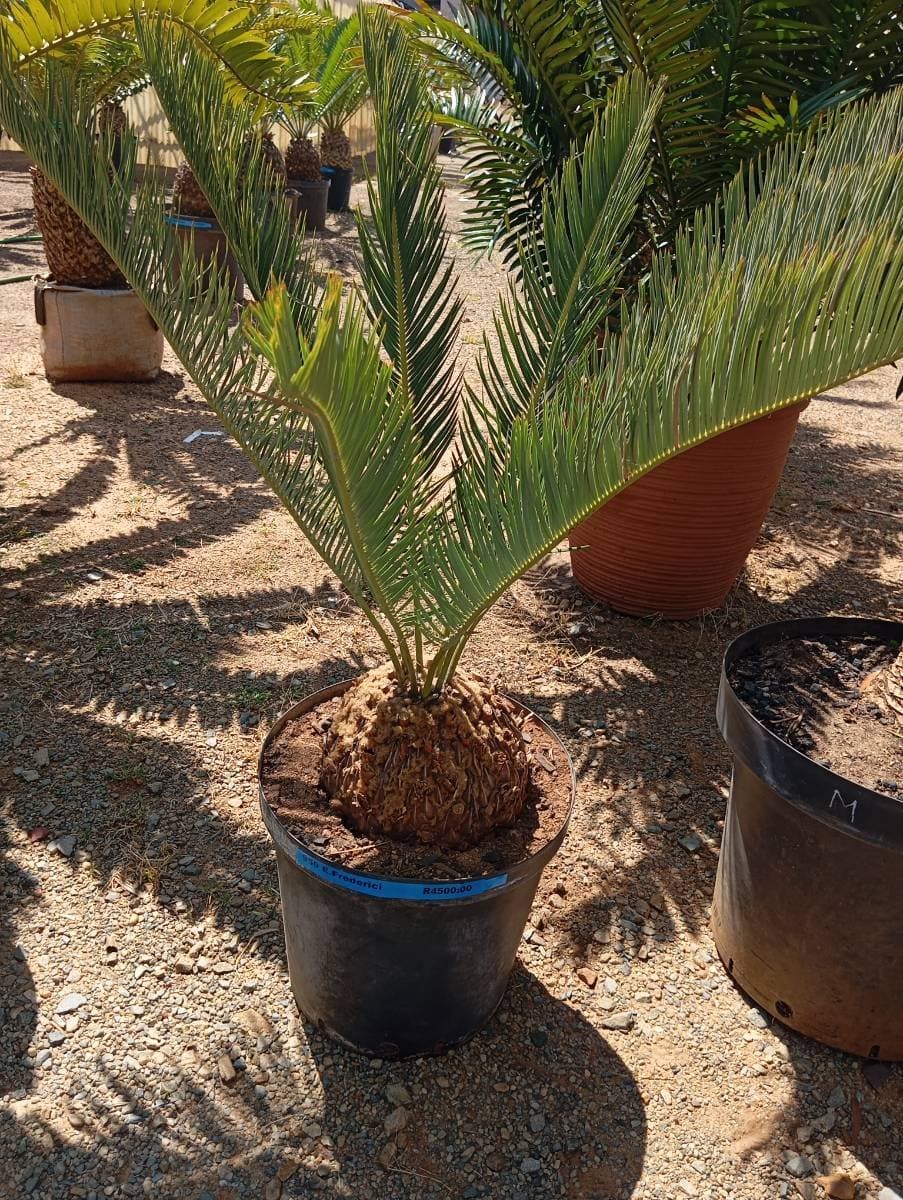 Encephalartos friderici-guilielmii