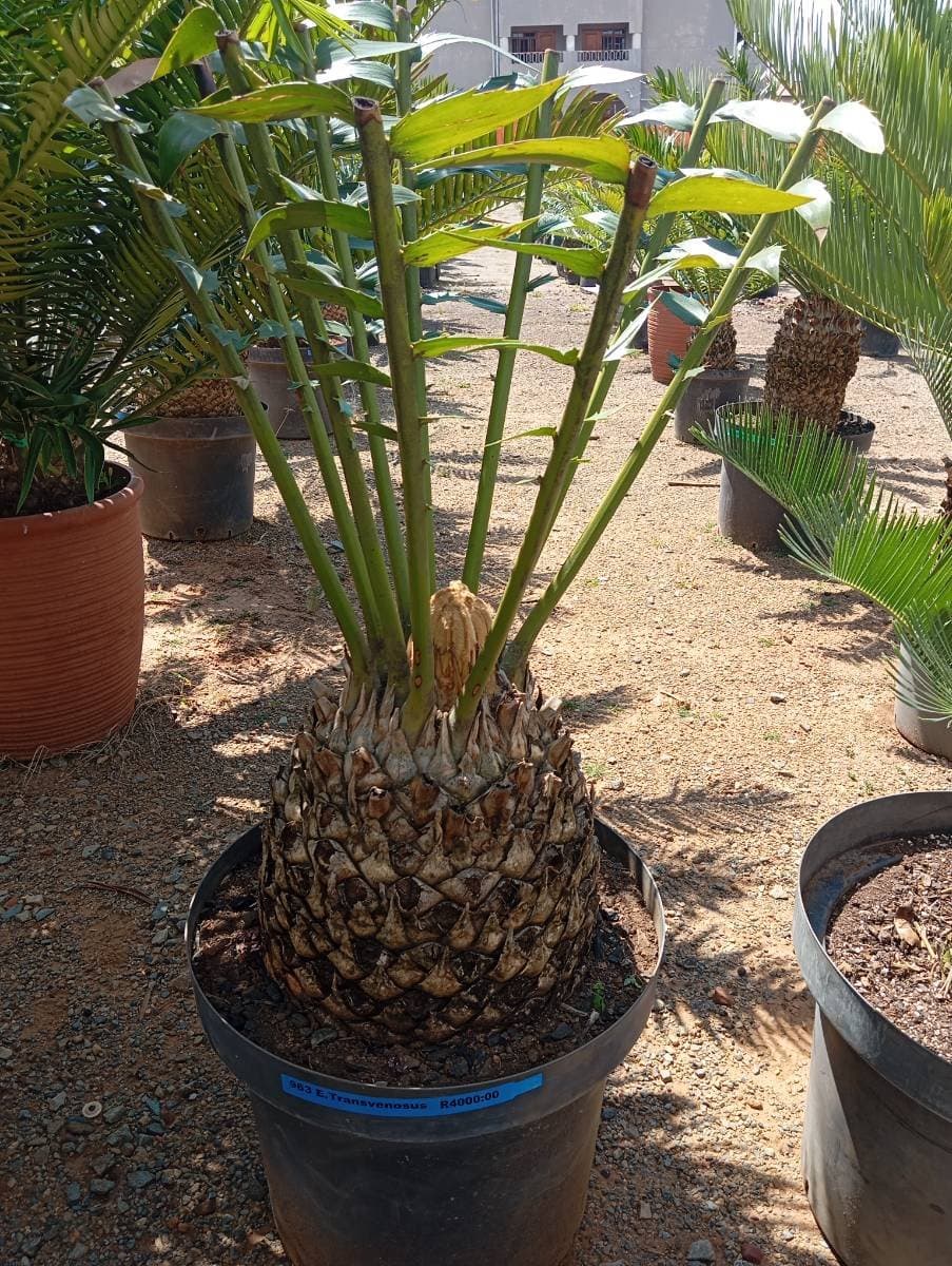 Encephalartos transvenosus