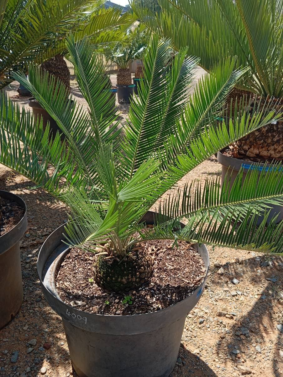Encephalartos friderici-guilielmii