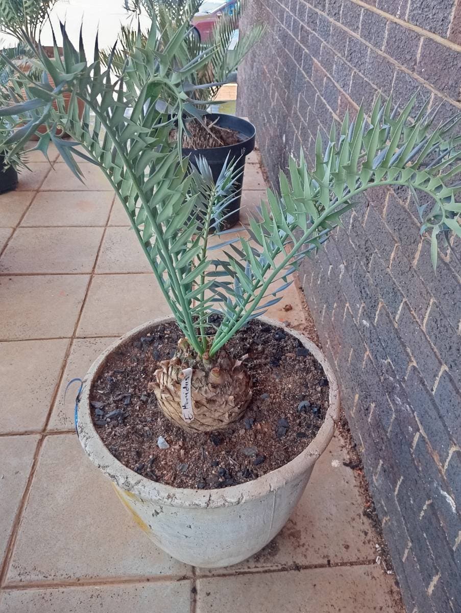 Encephalartos horridus