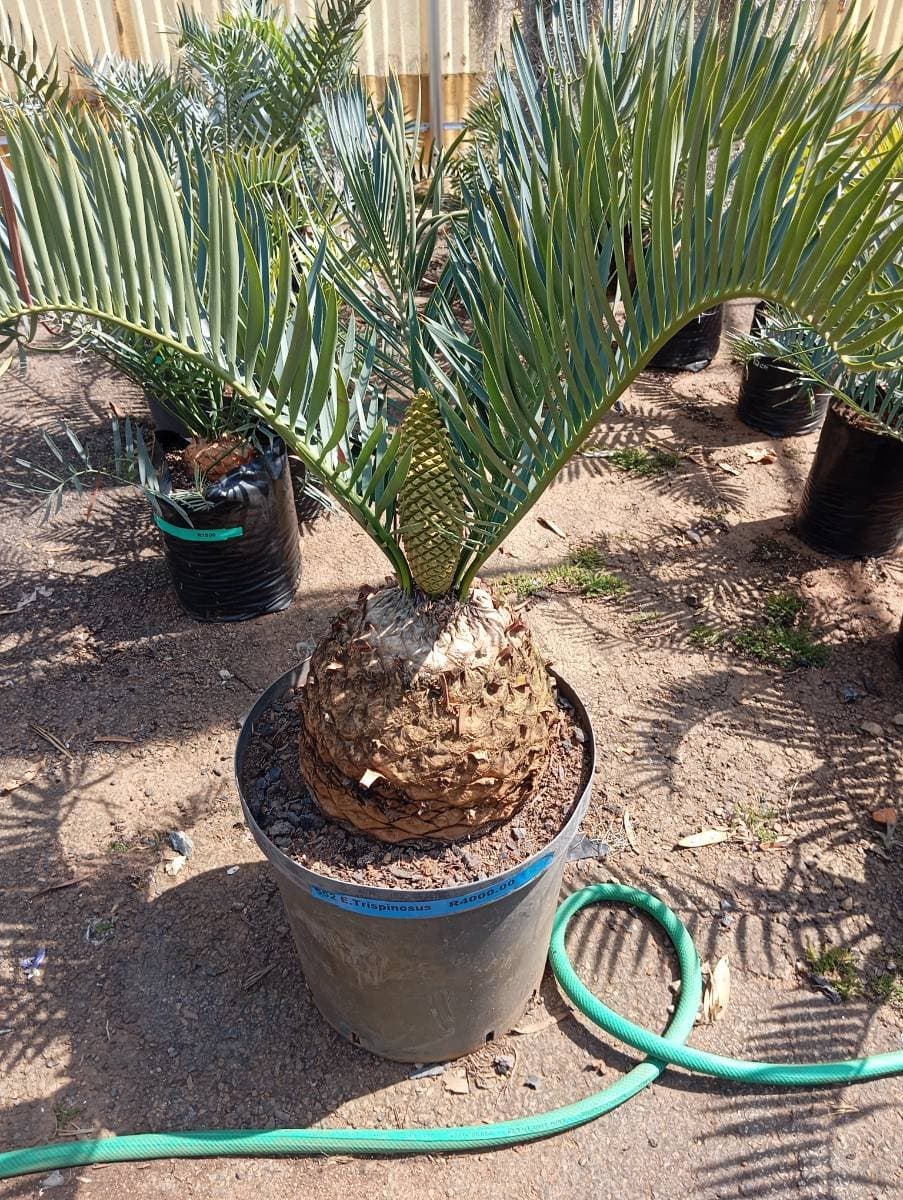 Encephalartos trispinosus