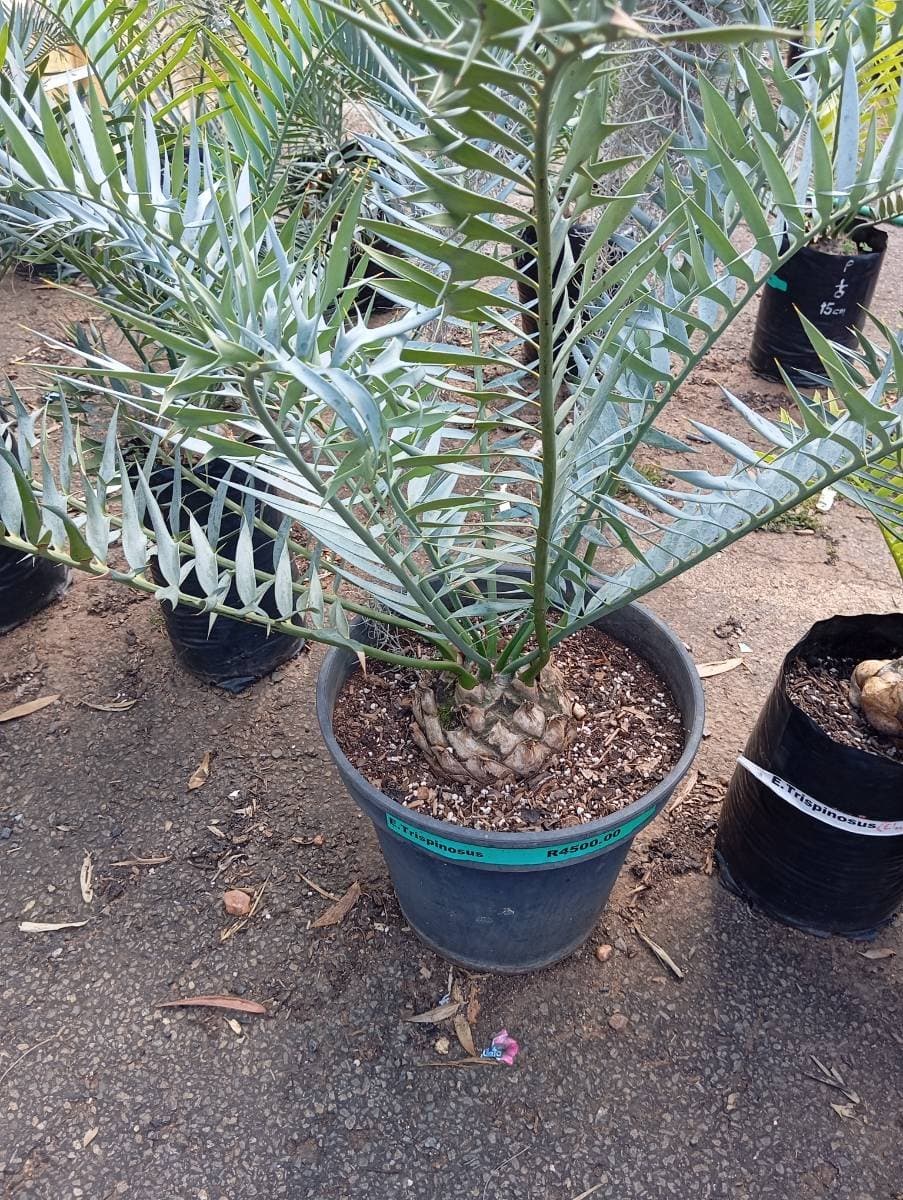 Encephalartos trispinosus