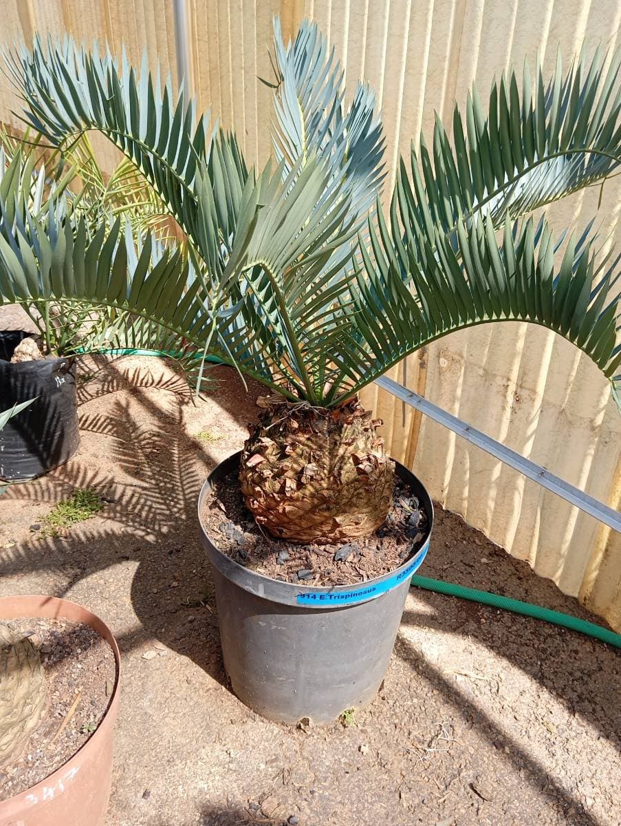 Encephalartos trispinosus