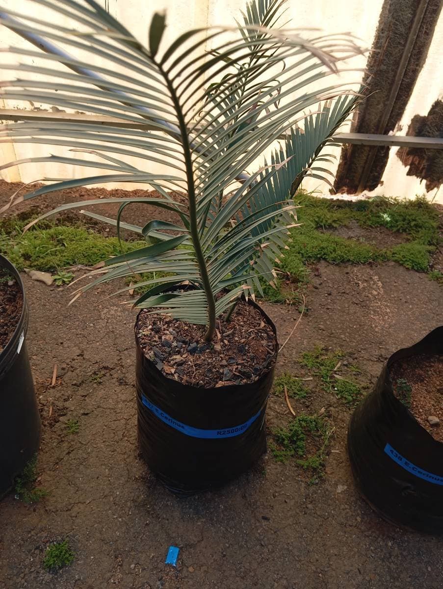 Encephalartos cerinus