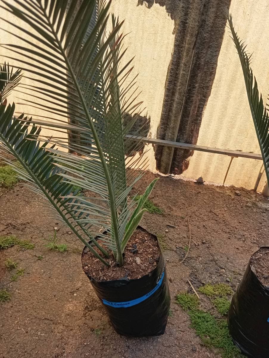 Encephalartos cerinus