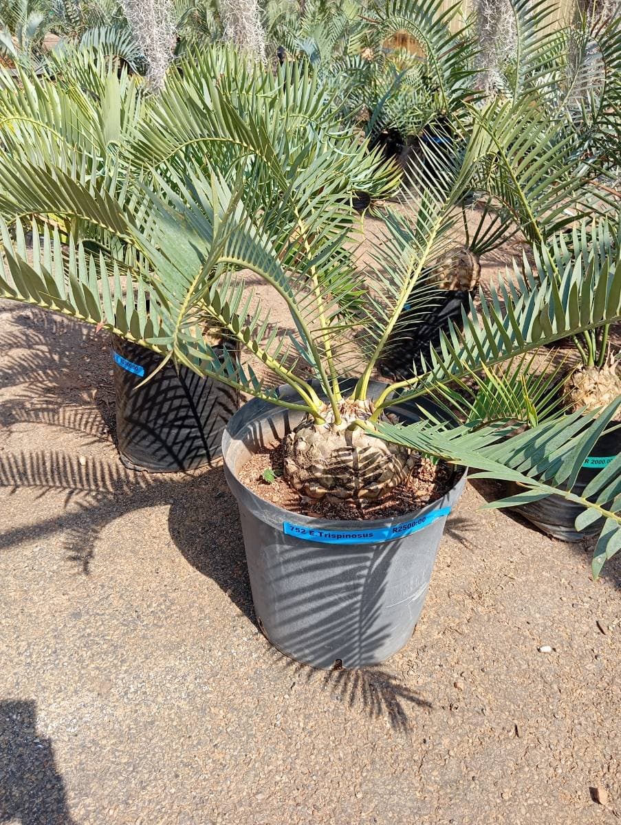Encephalartos trispinosus