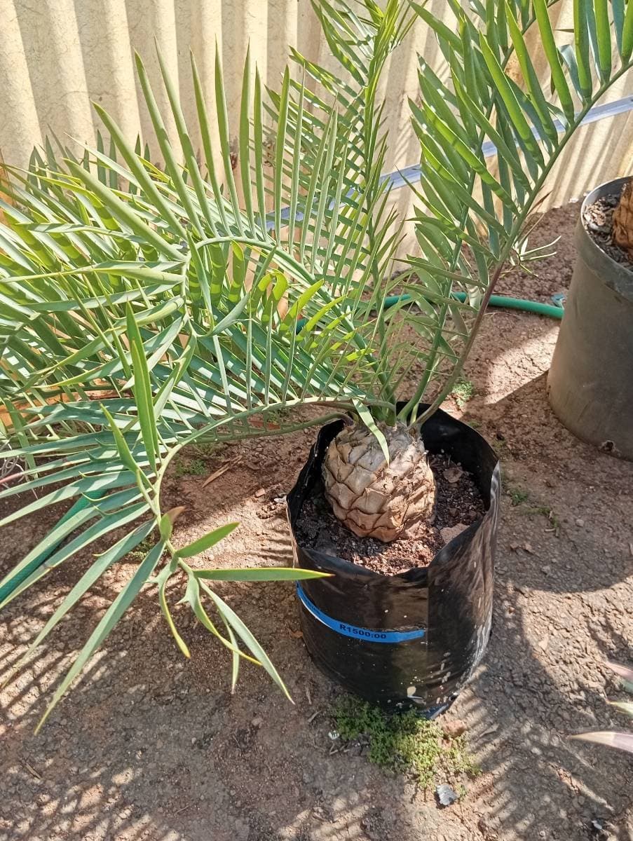 Encephalartos trispinosus