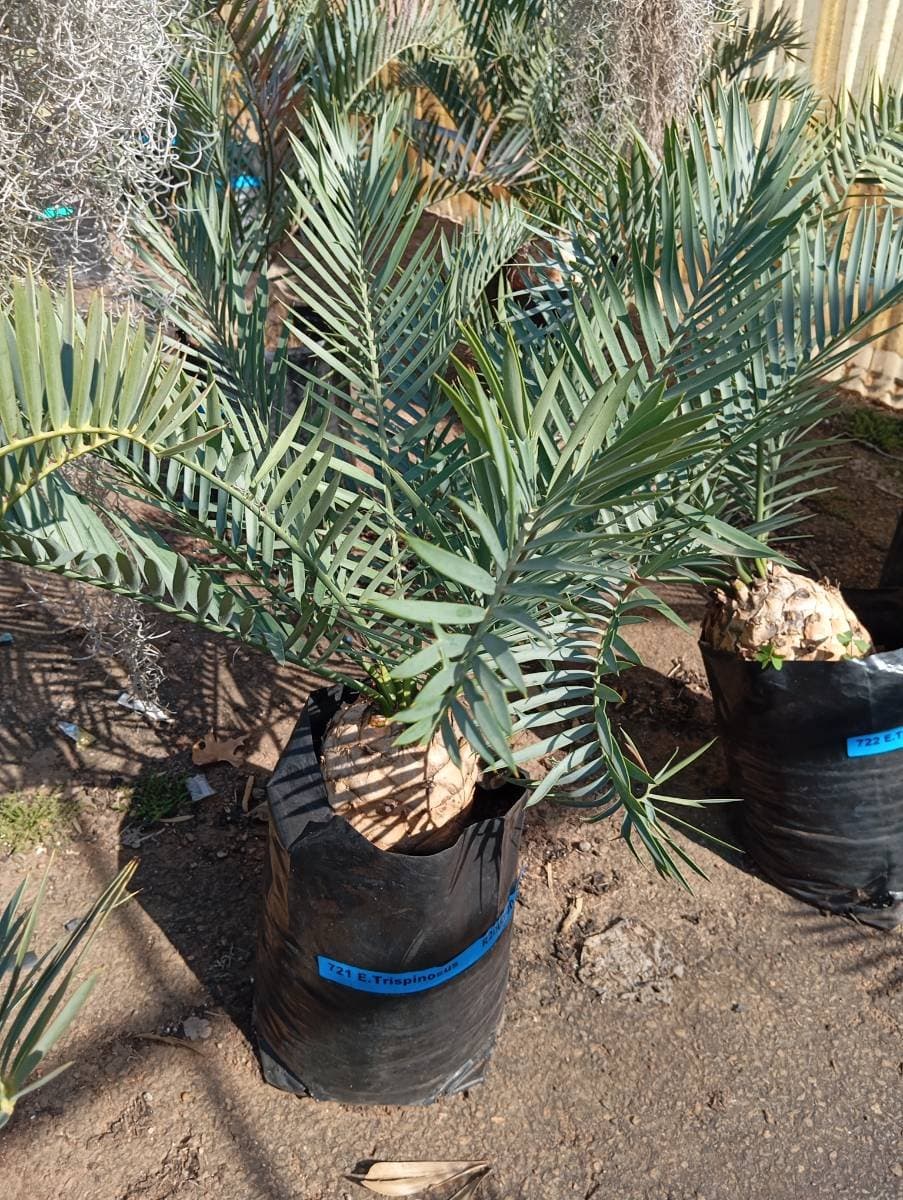 Encephalartos trispinosus