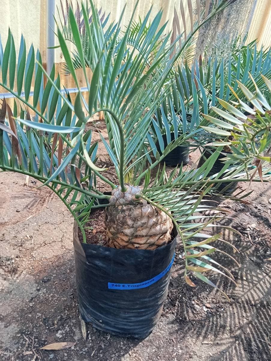 Encephalartos trispinosus