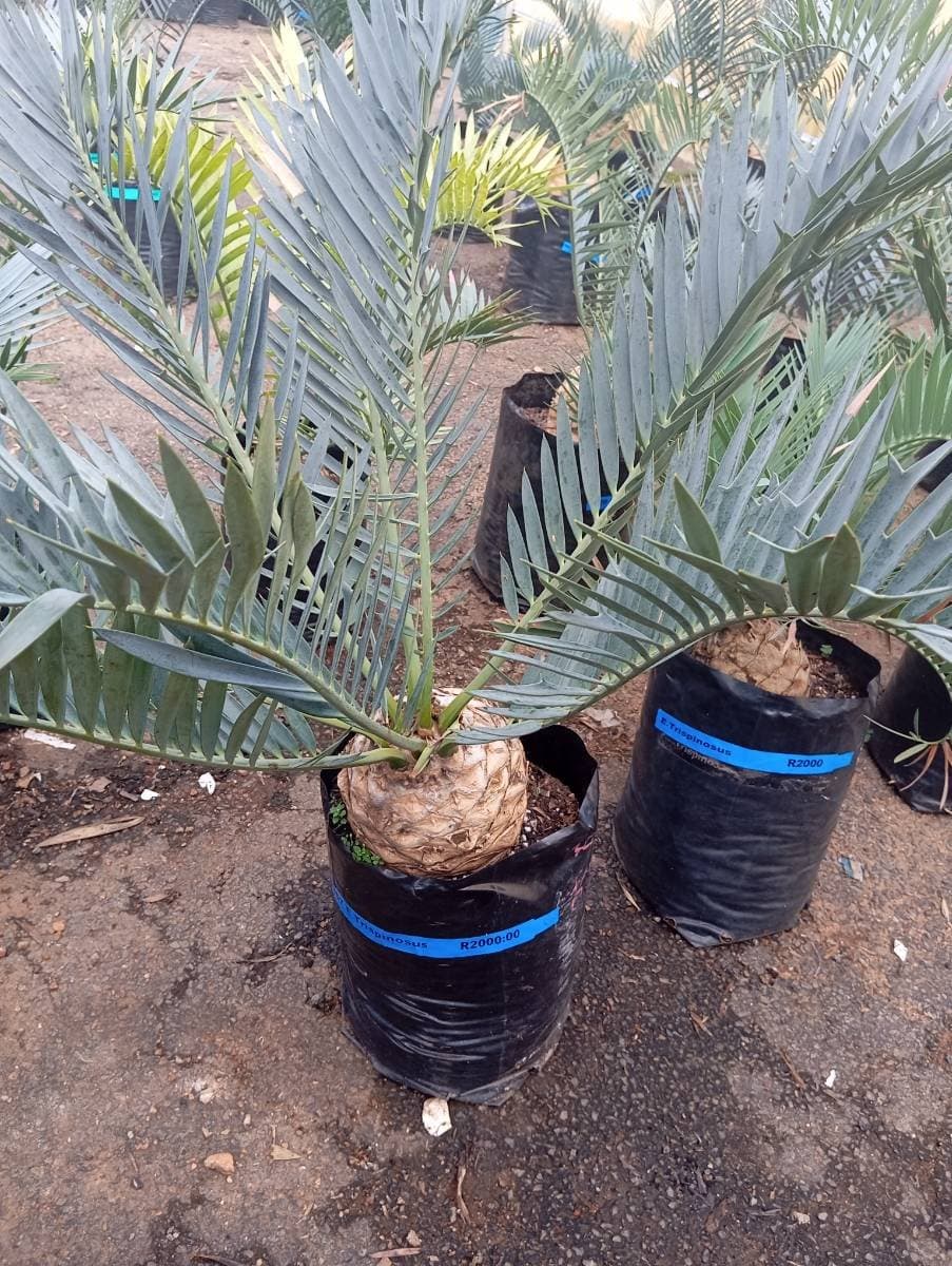 Encephalartos trispinosus