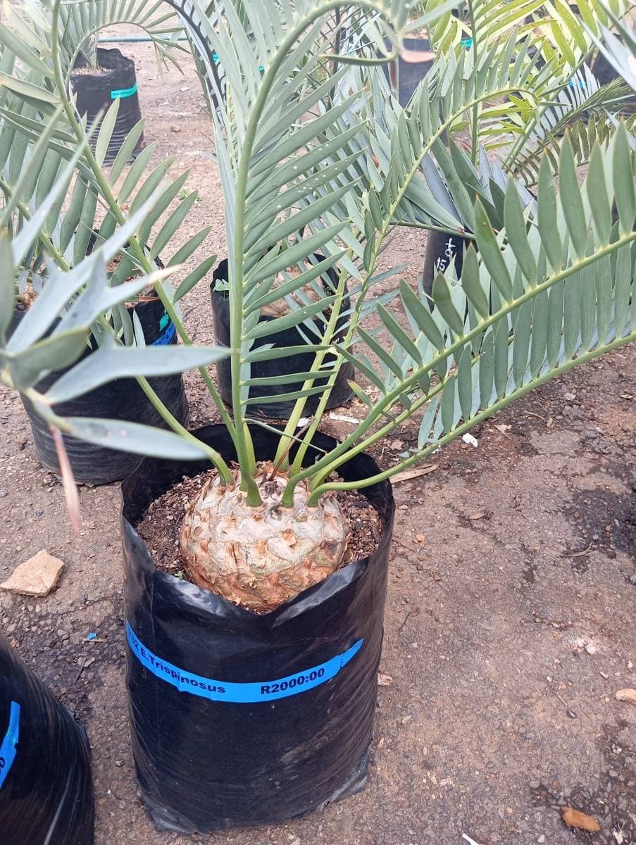 Encephalartos trispinosus