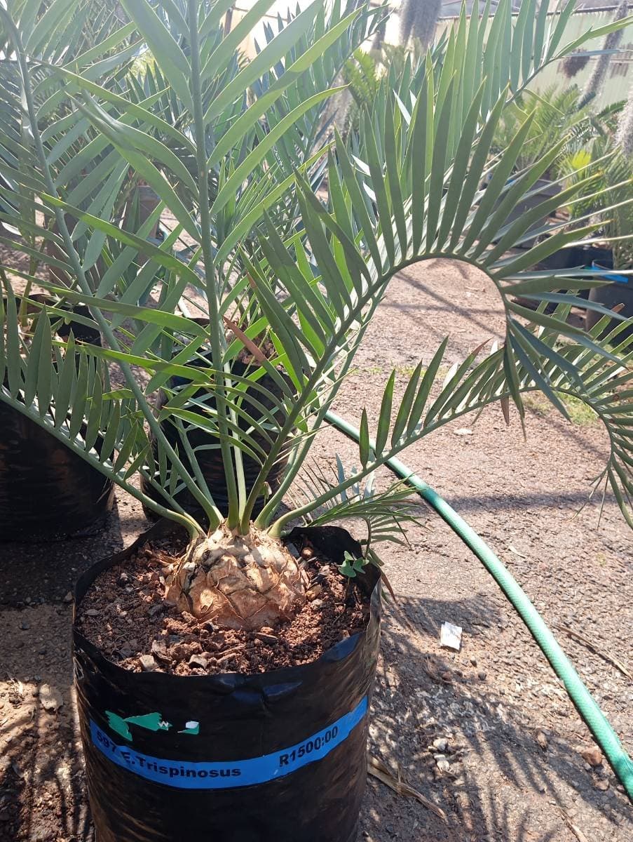Encephalartos trispinosus