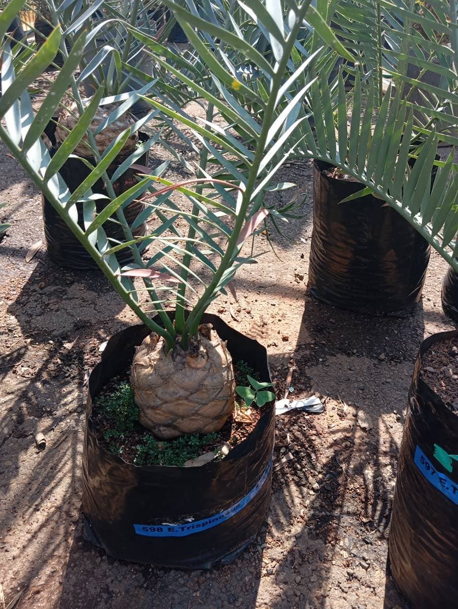 Encephalartos trispinosus