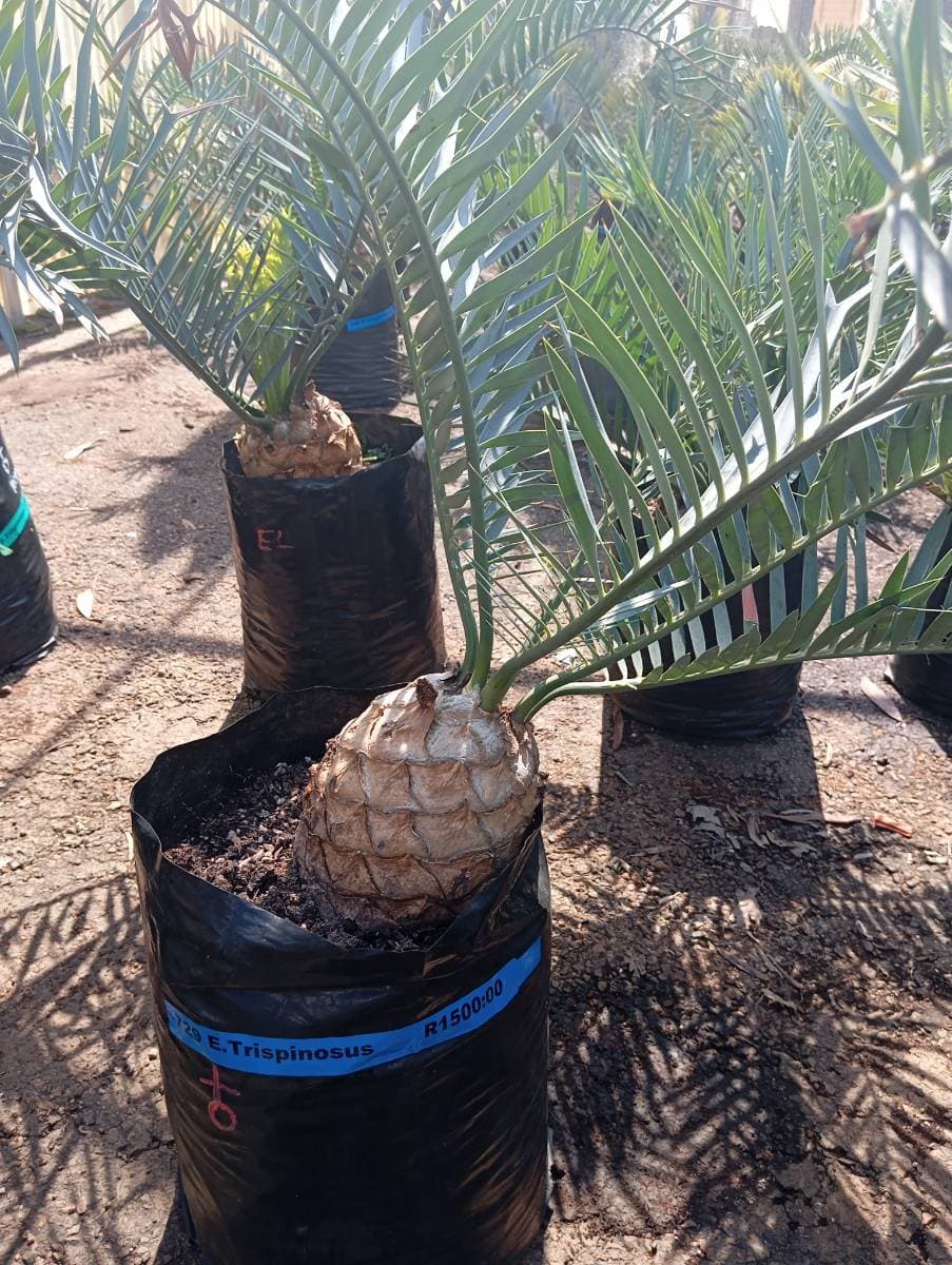 Encephalartos trispinosus