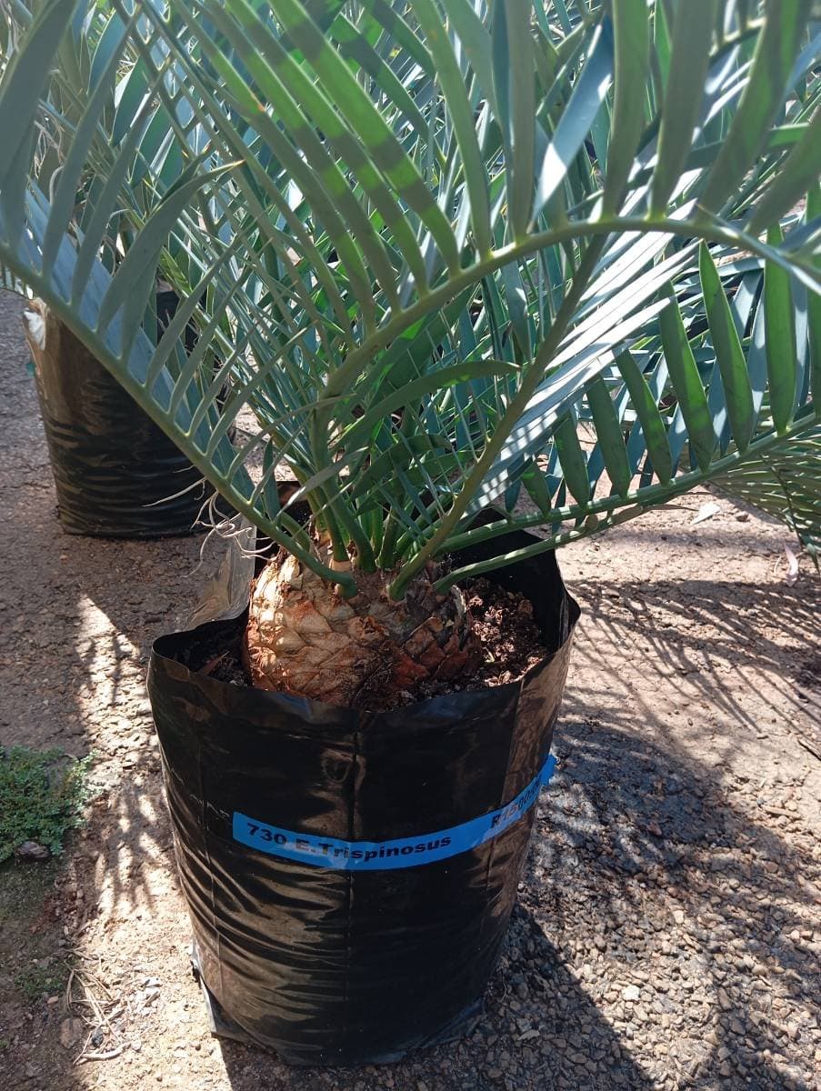 Encephalartos trispinosus