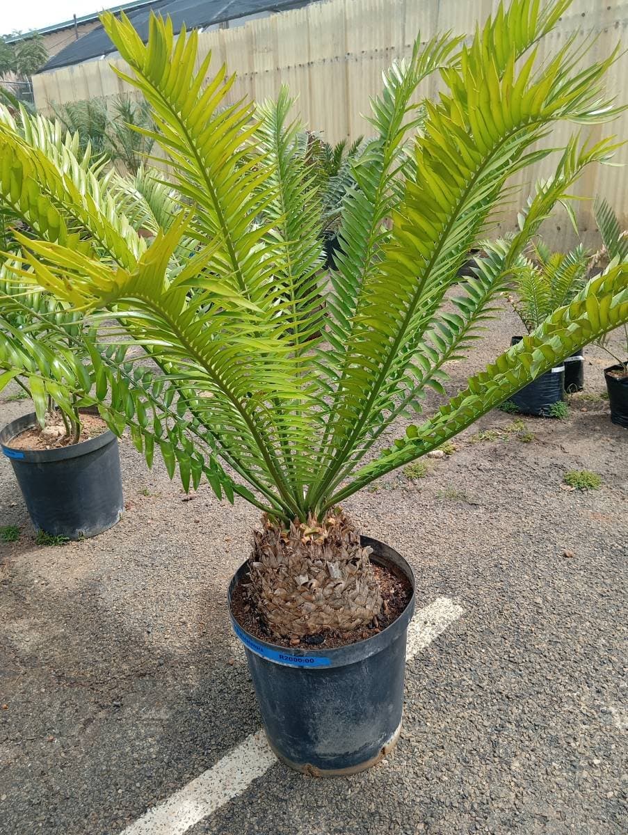 Encephalartos natalensis