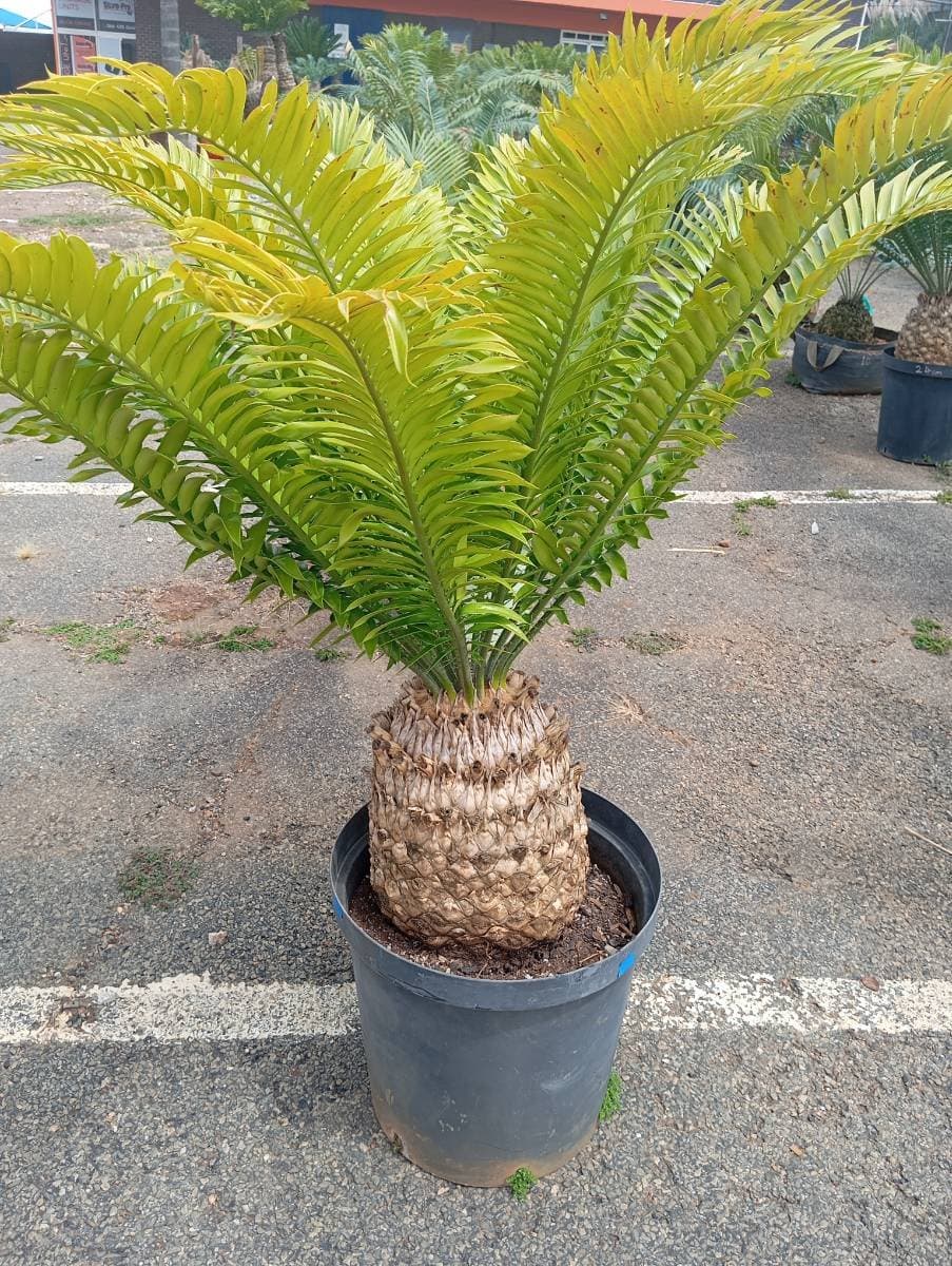 Encephalartos natalensis
