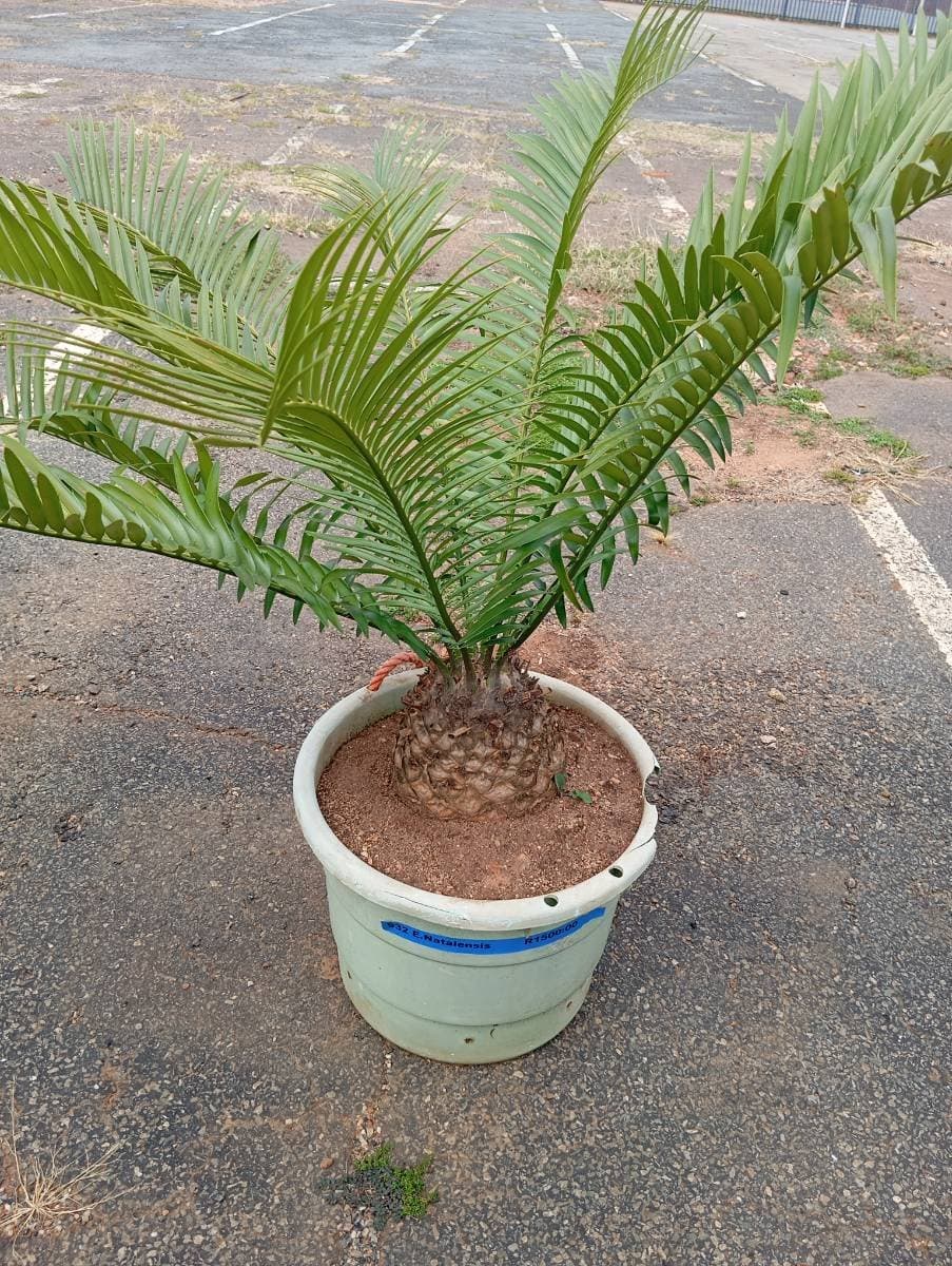 Encephalartos natalensis