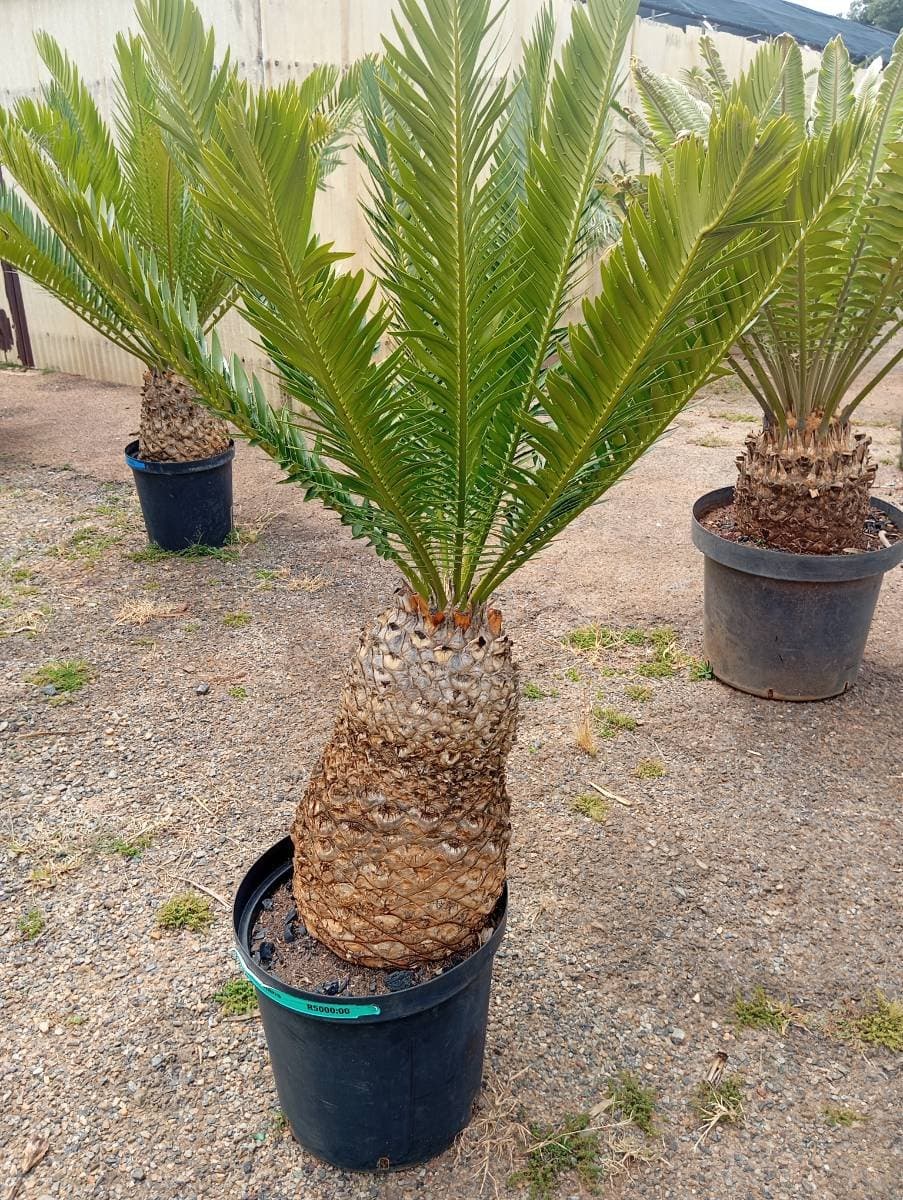 Encephalartos aemulans