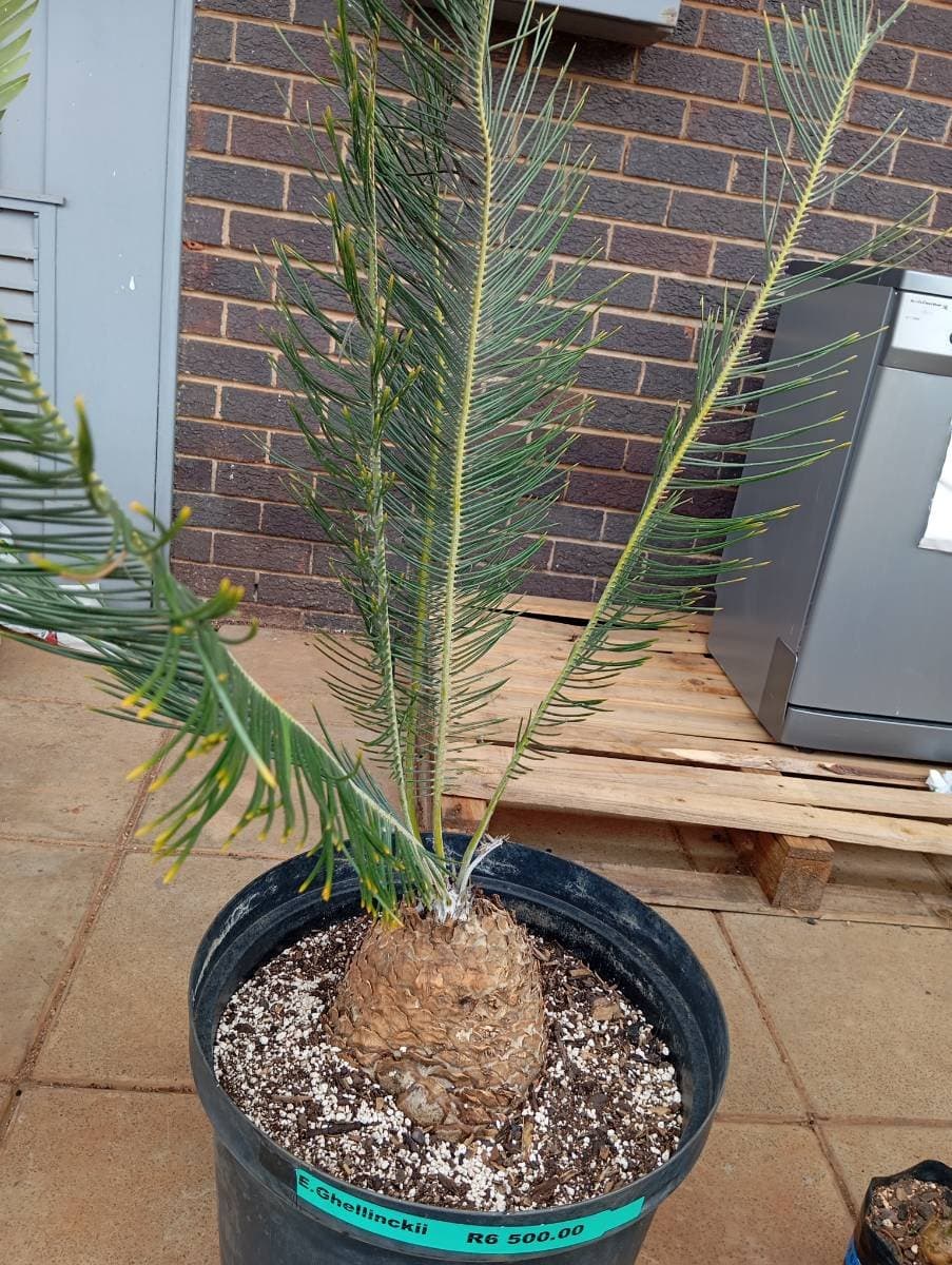 Encephalartos ghellinckii
