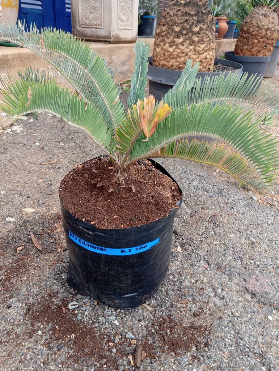 Encephalartos lanatus