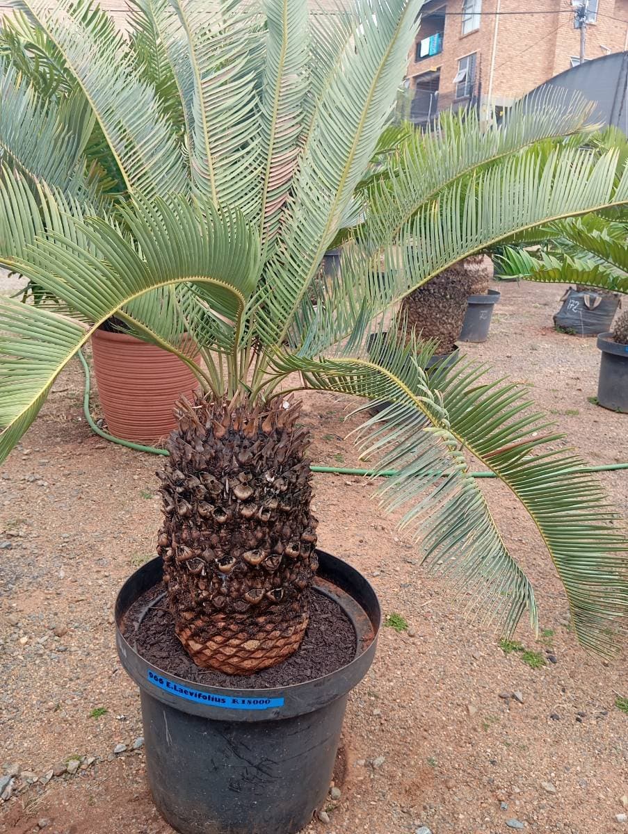 Encephalartos laevifolius