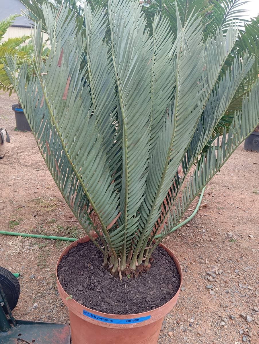Encephalartos dyerianus