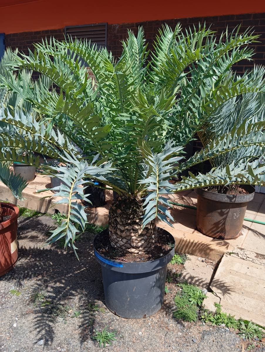 Encephalartos arenarius