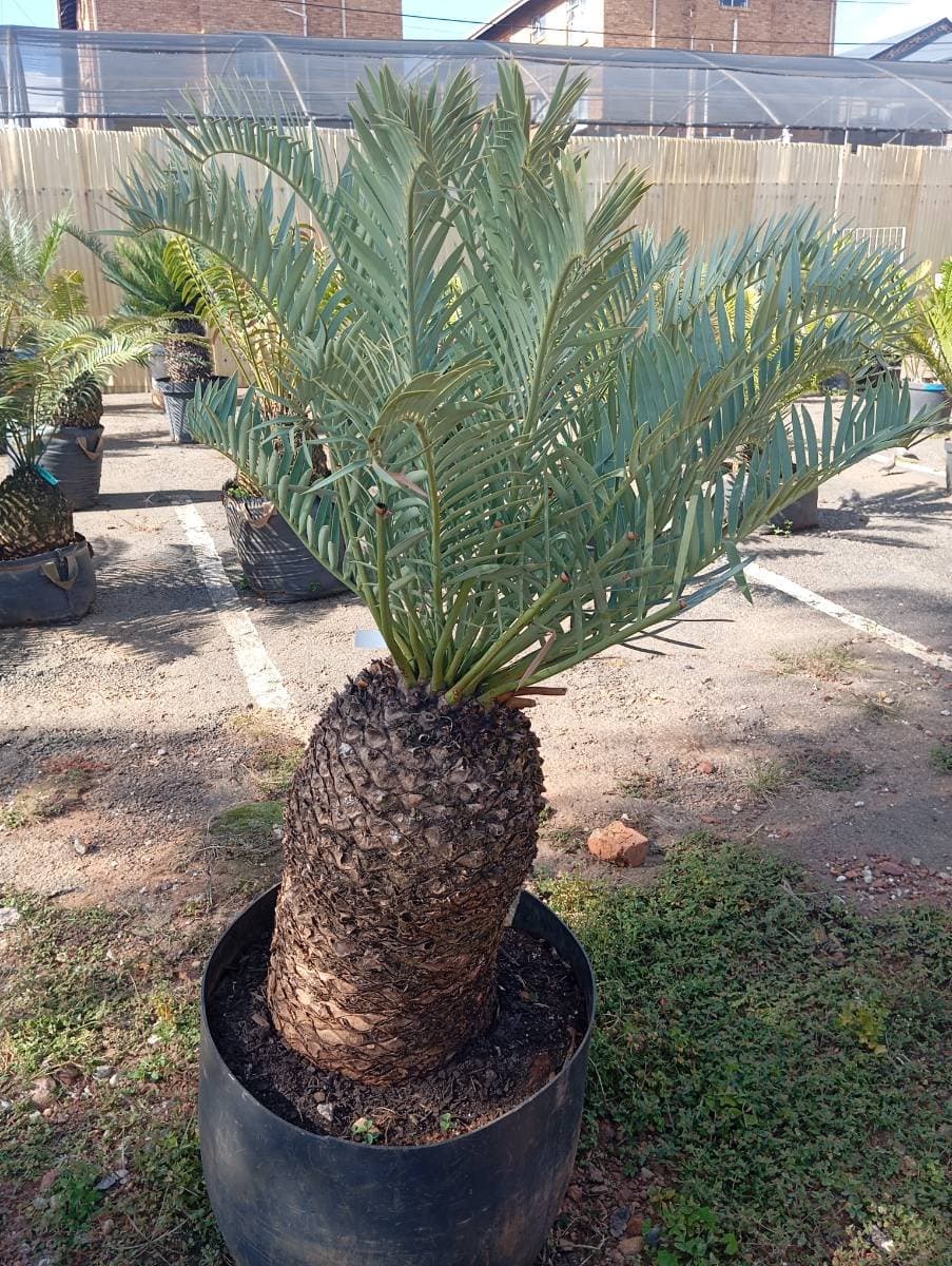 Encephalartos trispinosus