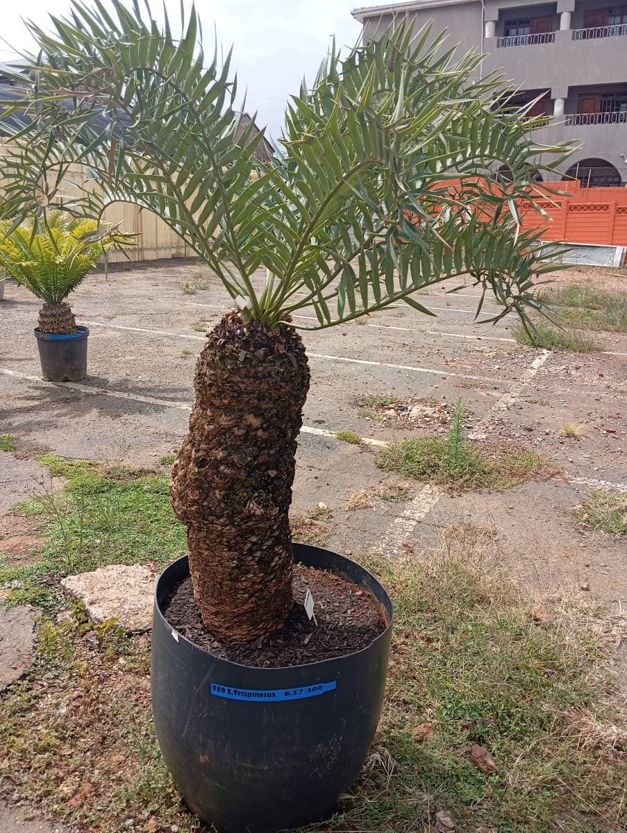 Encephalartos trispinosus