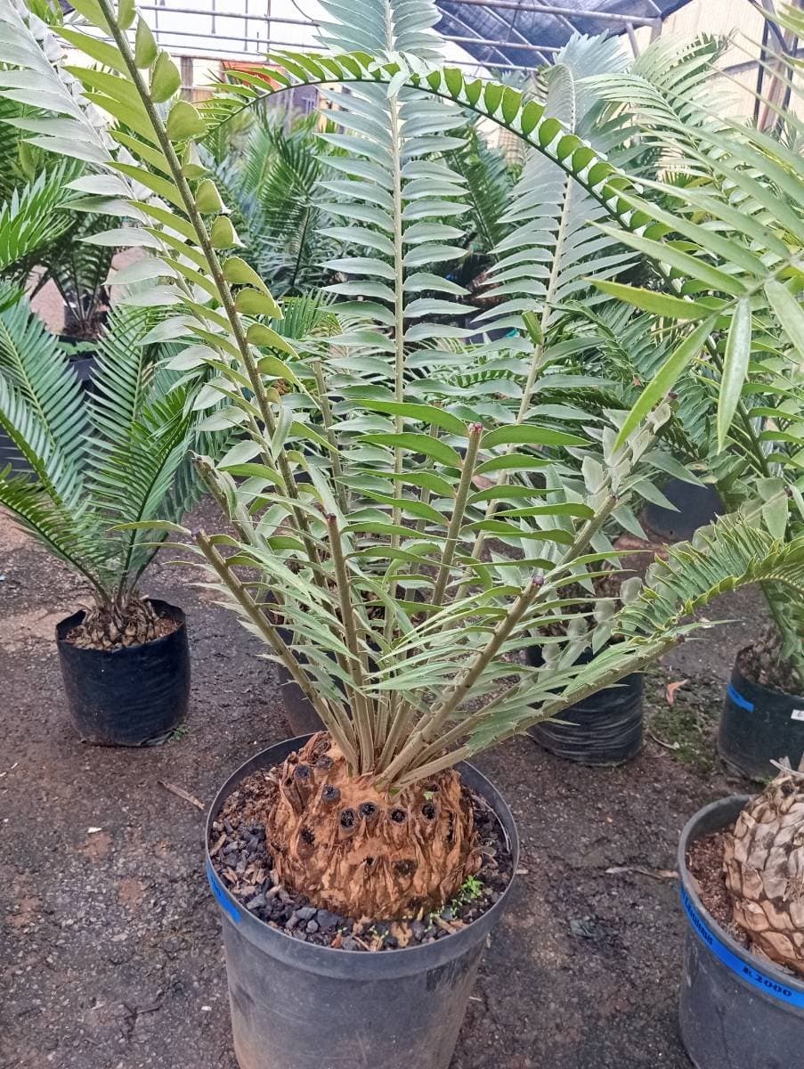 Encephalartos transvenosus