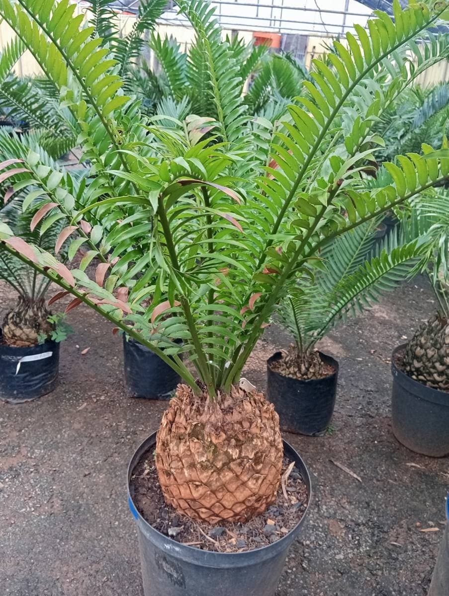 Encephalartos natalensis