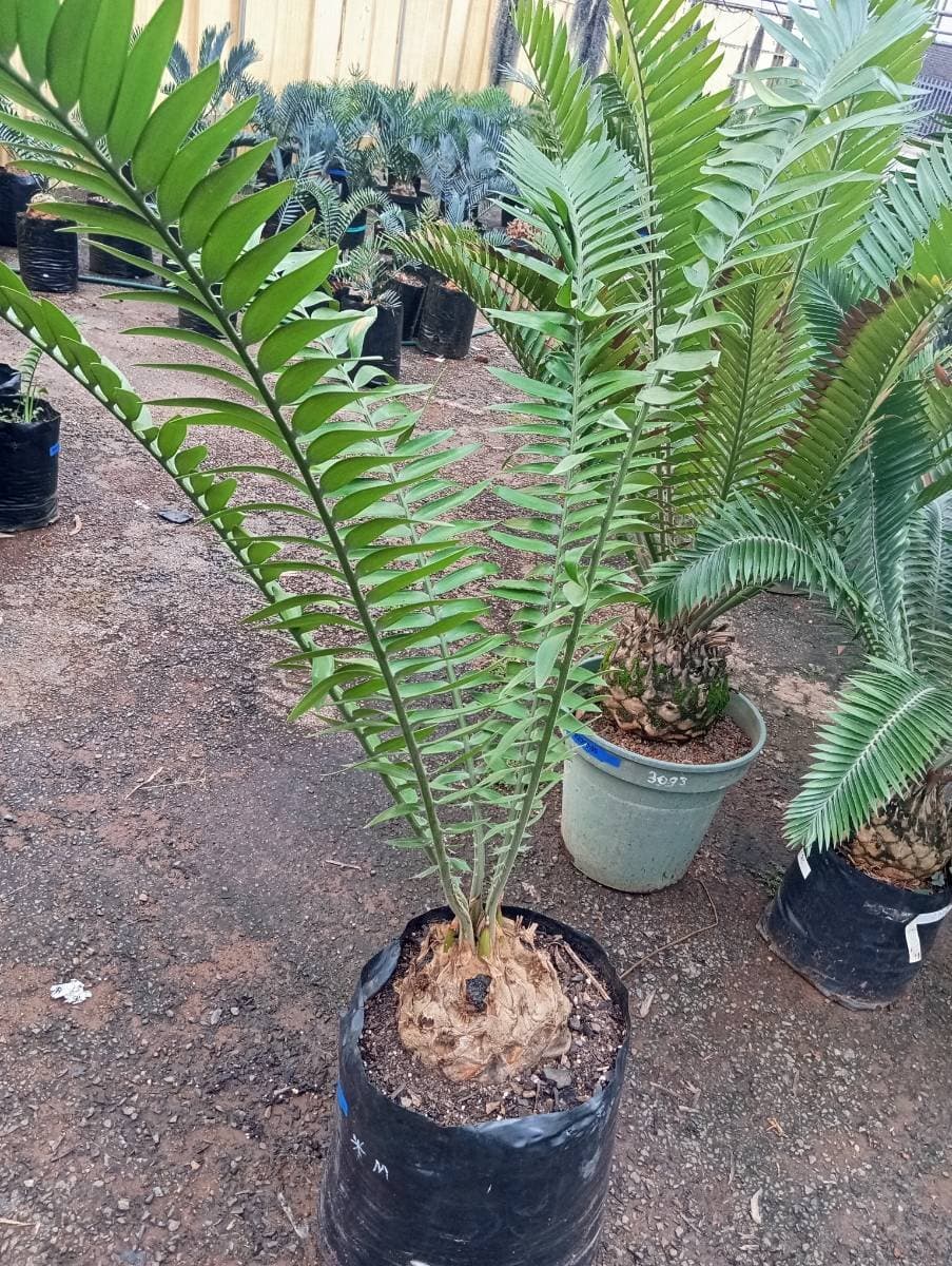 Encephalartos transvenosus