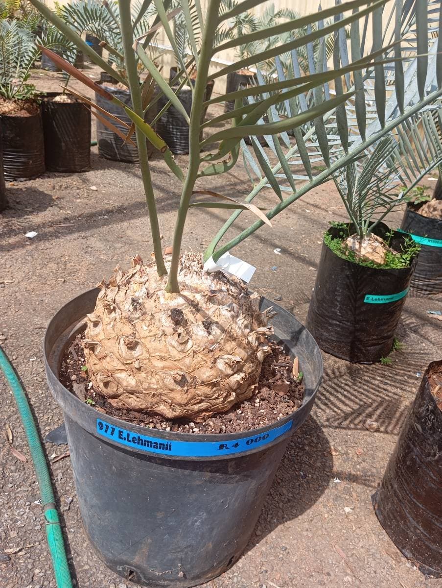 Encephalartos lehmannii