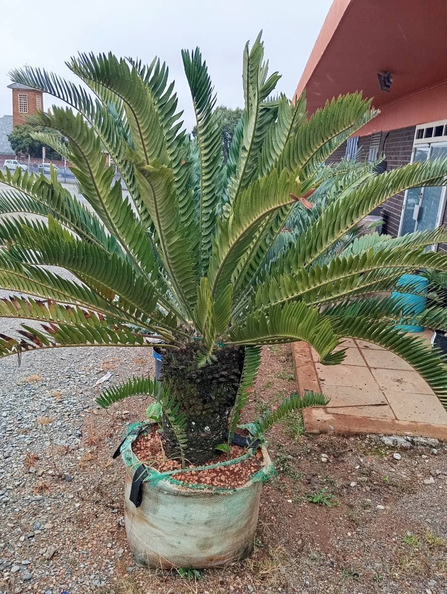 Longifolius x latifrons