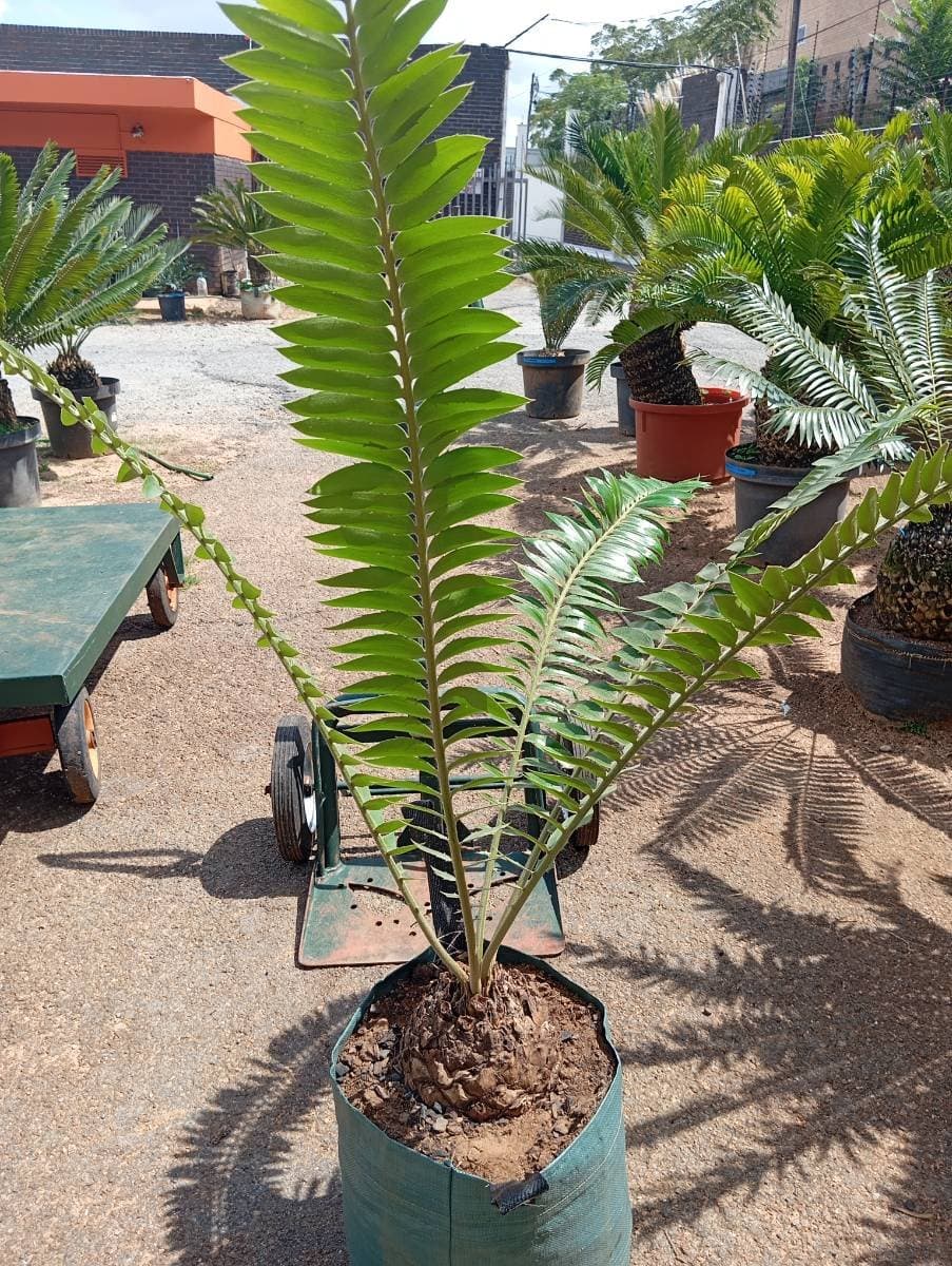 Encephalartos transvenosus