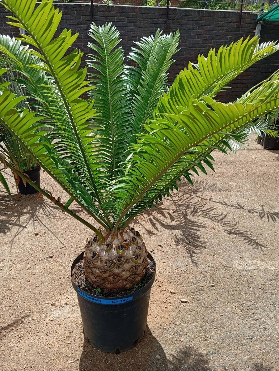 Encephalartos natalensis