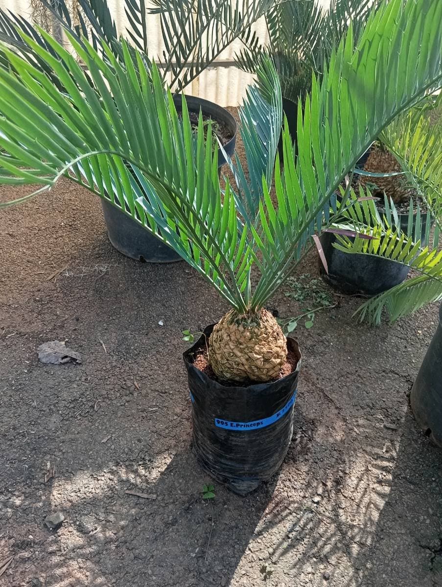 Encephalartos princeps