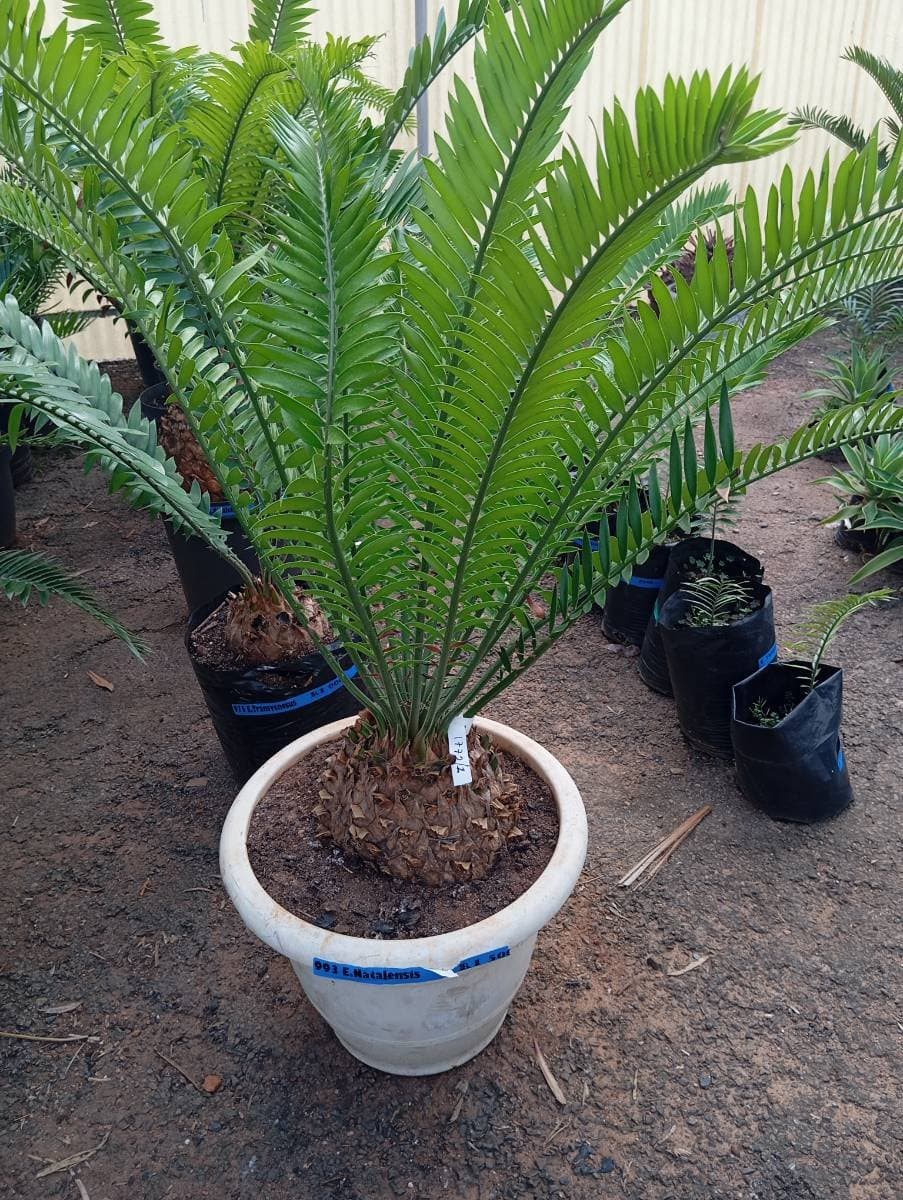 Encephalartos natalensis