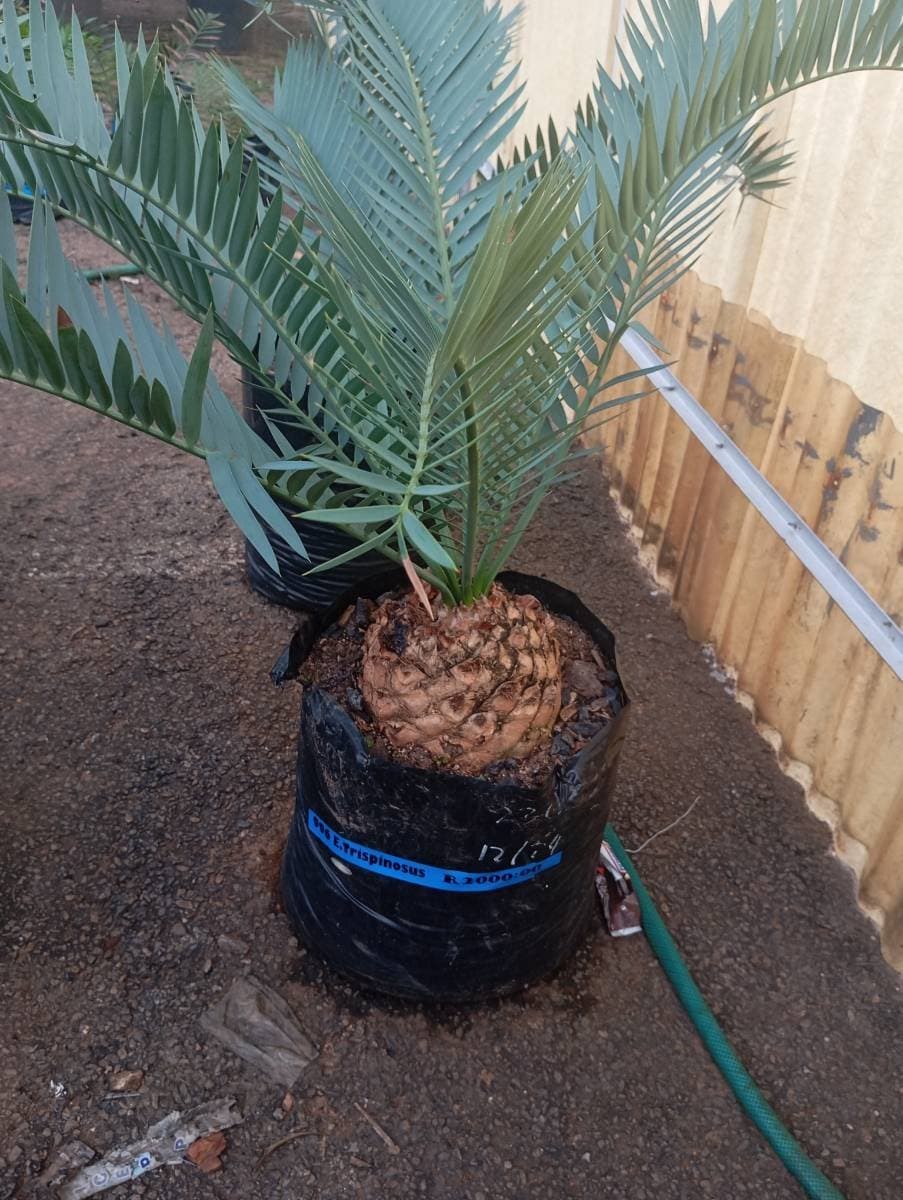 Encephalartos trispinosus
