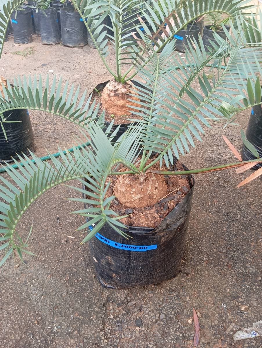 Encephalartos trispinosus