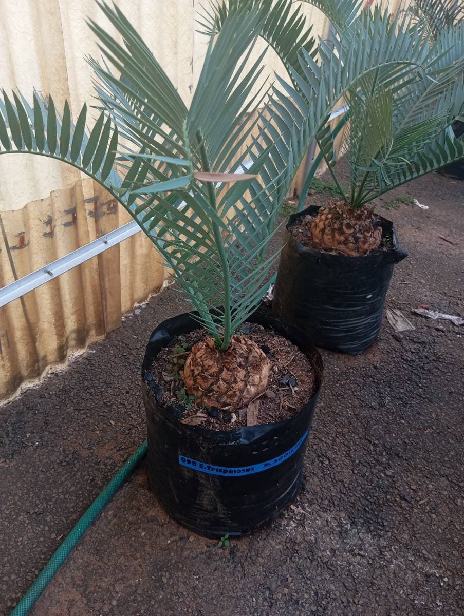 Encephalartos trispinosus