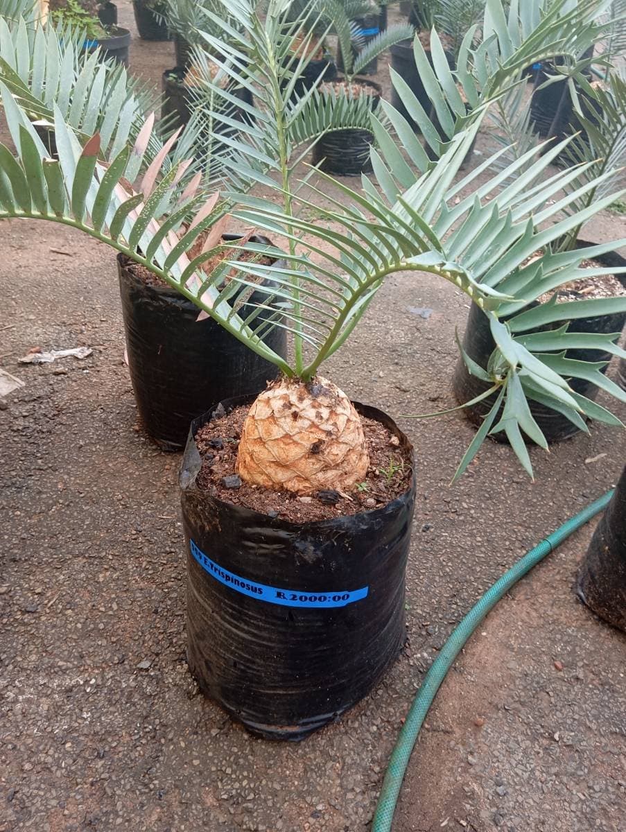 Encephalartos trispinosus