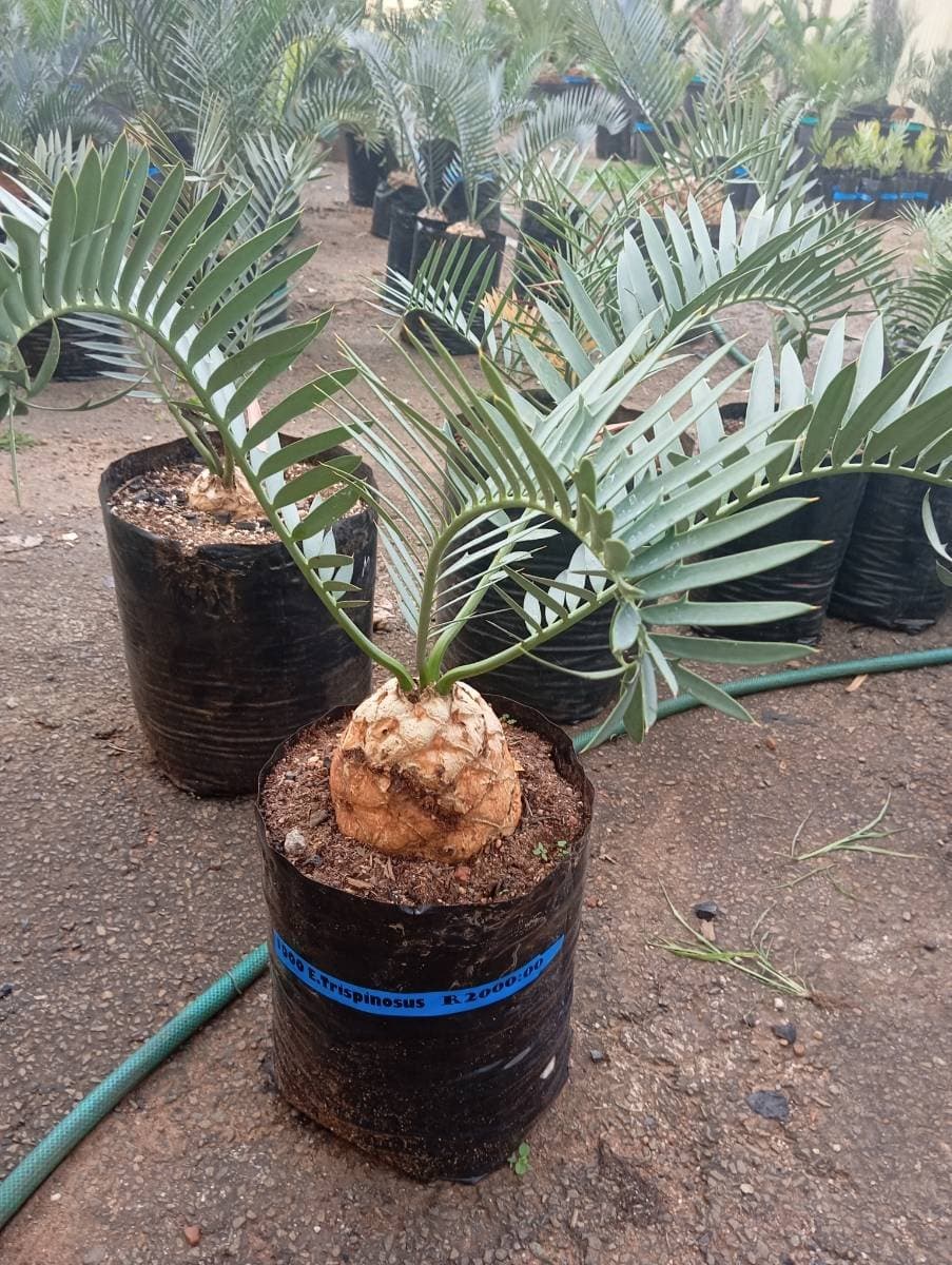 Encephalartos trispinosus