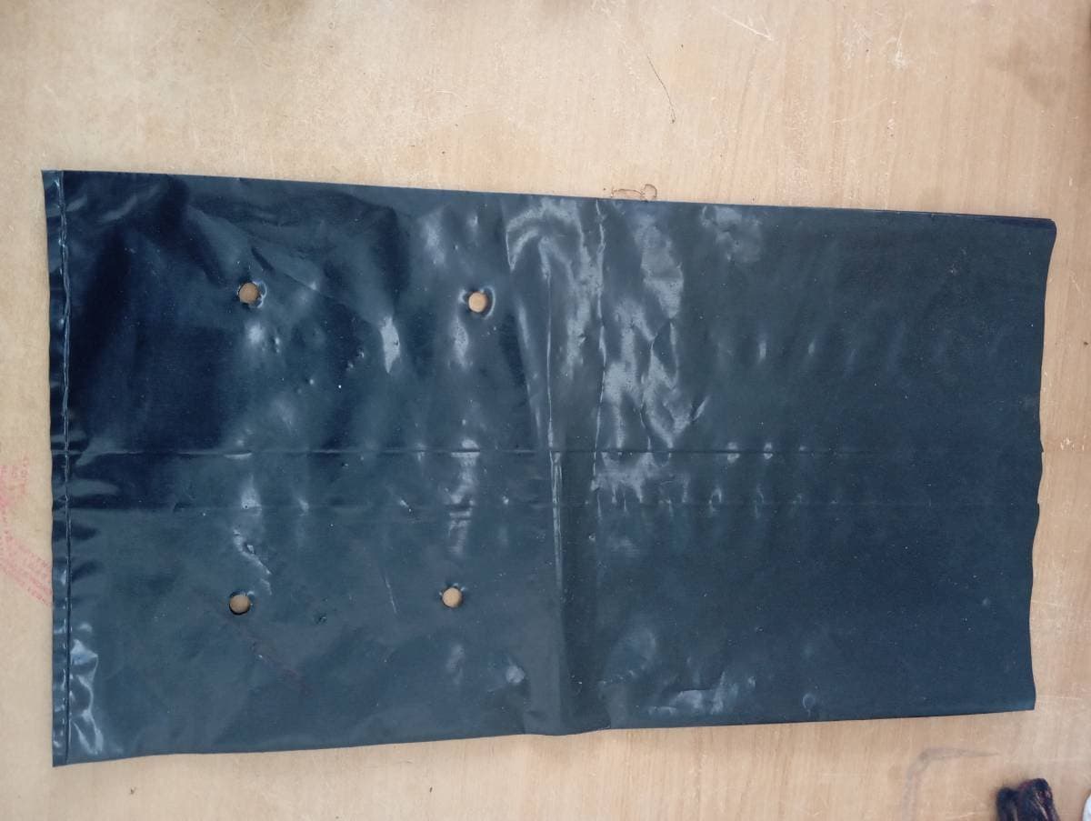 Cycad plastic bags