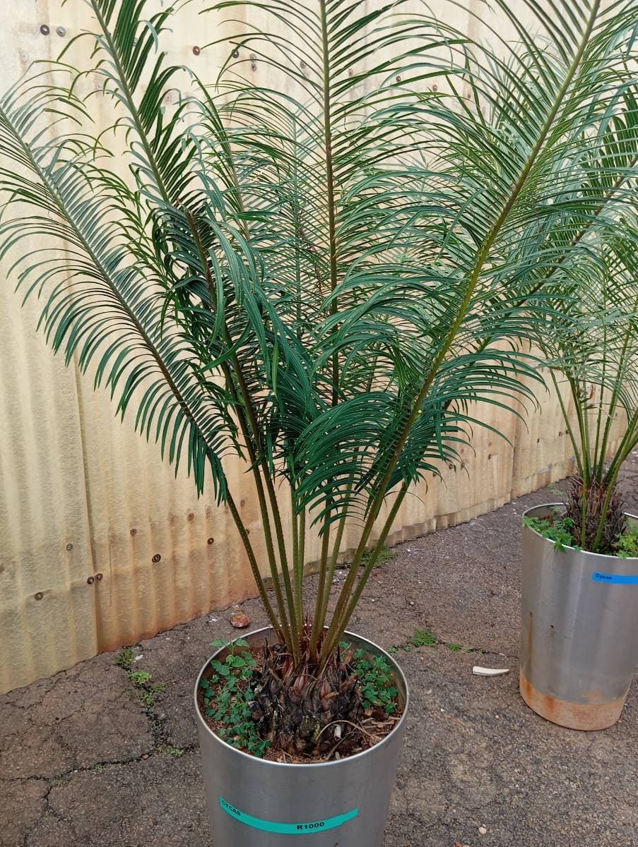 Cycas